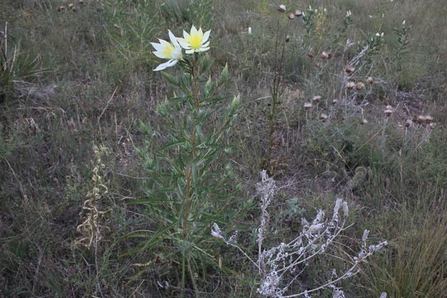 Ten-Petal Blazing Star, Evening Star